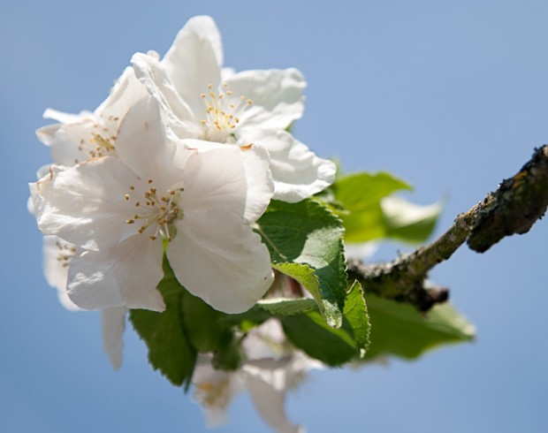 Begeistert von der Pracht der Blüten ... 