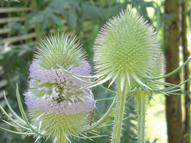 Heißer Garten-Tag