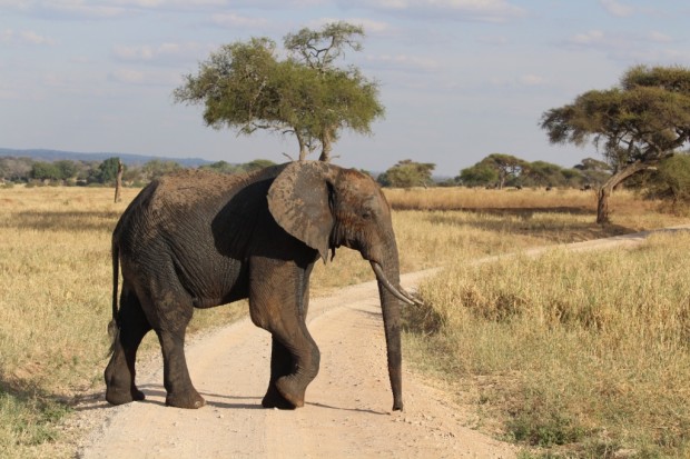 Zoo einmal anders - der Zeam im Tarangire Nationalpark