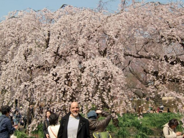 Kirschblüten in  Tokio