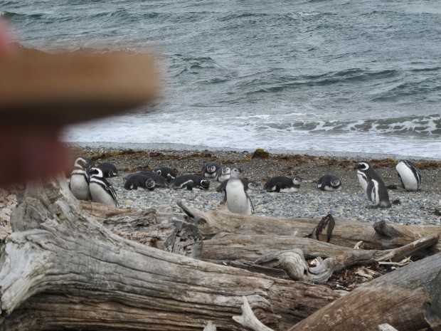 Otway Sound Penguins